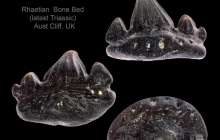 AC Rhomphaiodon minor 21