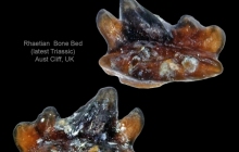 AC Rhomphaiodon minor 26