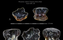 AC Chondrichthyan Hybodont denticle 11 and 33