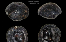 AC Chondrichthyan Hybodont denticle 4