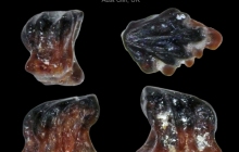 AC Chondrichthyan placoid denticle 44