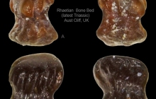 AC-Chondrichthyan-dermal-denticles-68-and-61