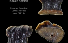 AC Chondrichthyan placoid denticle 23