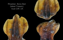 AC Chondrichthyan  placoid denticle 39