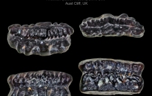 AC Duffinselache holwellensis