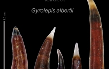 AC Gyrolepis albertii teeth