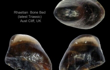 AC  Lepidotes sp. tooth