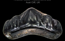 AC Lissodus minimus 3