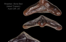 AC Lissodus minimus 8