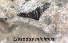 AC Lissodus minimus in matrix 2