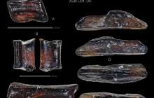 AC Osteichthyan Fin ray elements