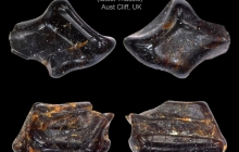 AC Osteichthyan scales 2