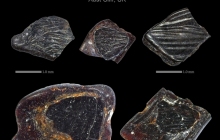 AC Osteichthyan scales 5