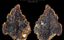 AC Pseudodalatias barnstonesis