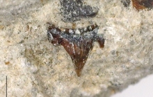 AC Rhomphaiodon minor in matrix