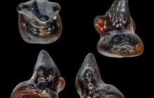 AC Rhomphaiodon minor or Parascylloides turnerae C
