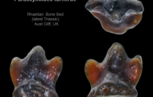 AC Rhomphaiodon minor or Parascylloides turnerae F