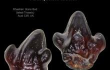 AC Rhomphaiodon minor or Parascylloides turnerae G