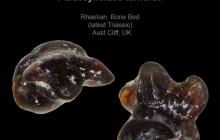 AC Rhomphaiodon minor or Parascylloides turnerae I