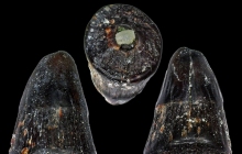 AC large tooth