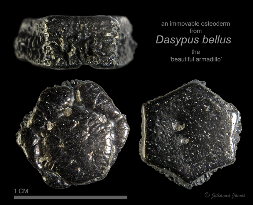 Dasypus-bellus-2