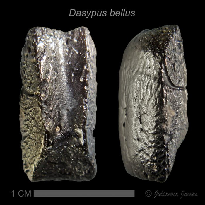 Dasypus-bellus-3