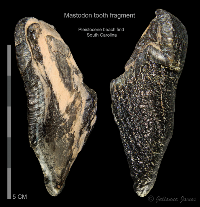 Mastodon-tooth-fragment