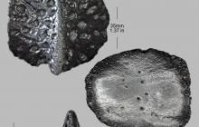1_Alligator-osteoderm-2