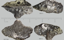 Alligator-Osteoderm-2