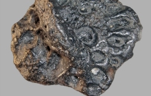 Alligator-Osteoderm