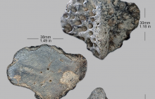 Alligator-osteoderm-2