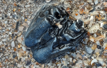 Bison-antiquus-molar