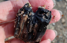 Bison-antiquus-tooth