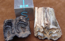 Bison-teeth