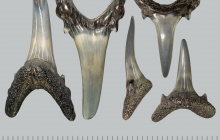 Carcharias-taurus-teeth