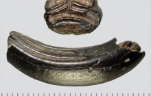 Castor-canadensis-tooth