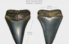 Charcharodon-carcharias-upper-B