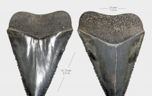Charcharodon-carcharias-upper-tooth