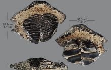 Chilomycterus-sp.upper_