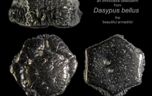 Dasypus-bellus-2
