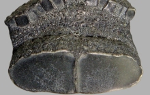 Diodontidae