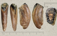Equus-incisor