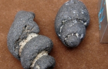 Gastropod-steinkerns
