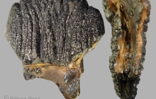 Mammoth-enamel