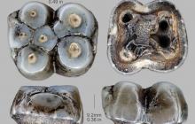 Mylohyus-nasutus-5
