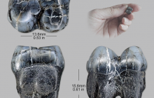 Mylohyus-nasutus-rooted-molar