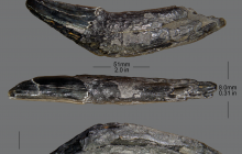 Peccary-canine-tusk