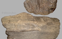 Proboscidean-tusk