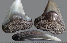 Shark-tooth-2