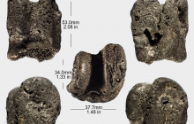 Sloth-medial-phalanx